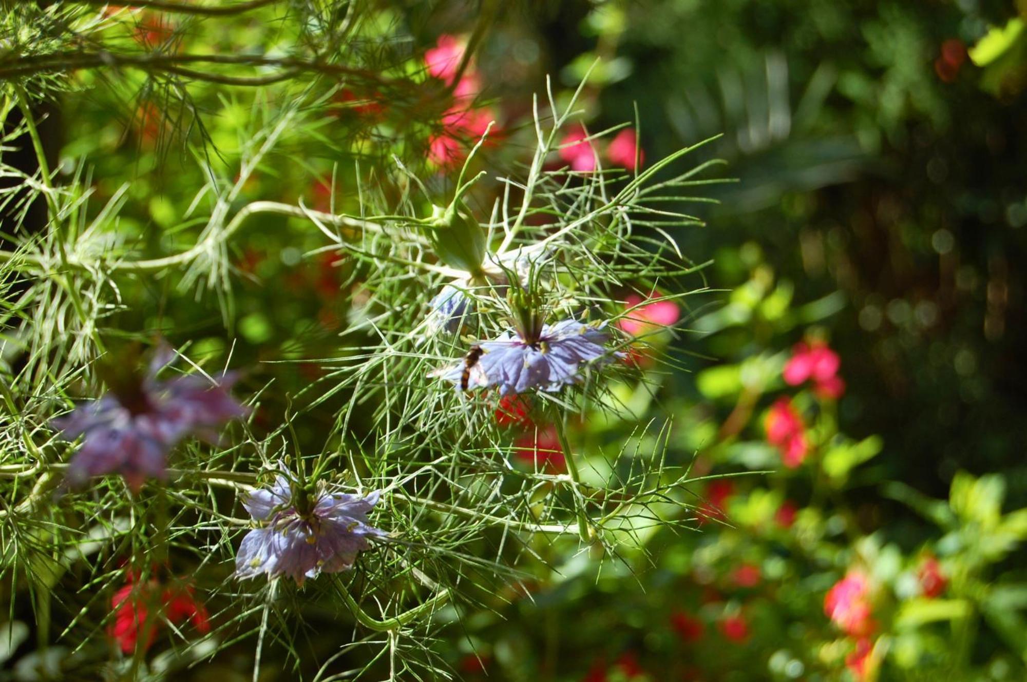 La Bucolique, Chambres Et Jardin D'Hotes Sabran Bagian luar foto